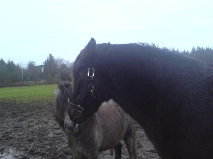 Anden særlig race Shadow billede 4