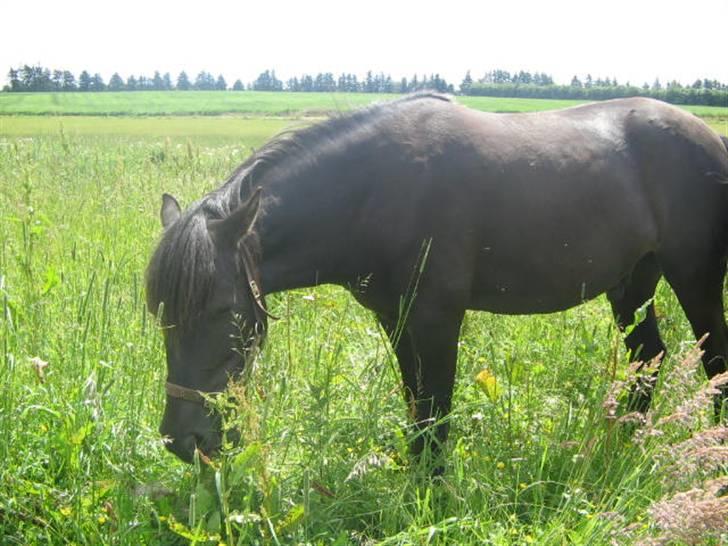 Anden særlig race Shadow billede 5
