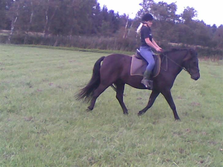 Anden særlig race Shadow billede 6