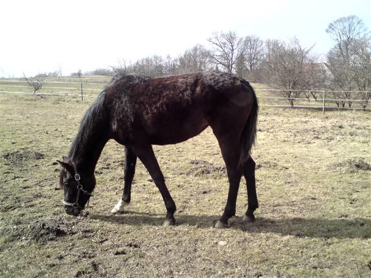 Dansk Varmblod Miss Light - Lidt svært at se, men hun er ved at smide pels, og tager dejligt på 31marts 09 billede 15