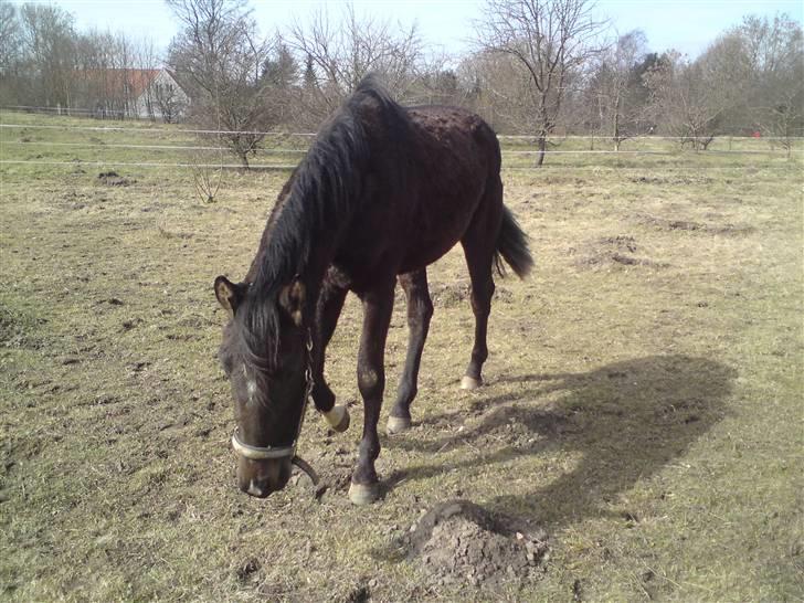 Dansk Varmblod Miss Light - Lidt akavat, men hun er ved at tage dejligt på, og smider bamse pelsen.. 31marts 09 billede 16