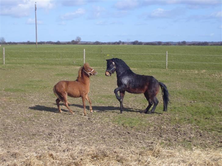 Anden særlig race | Smalagergårds Prins. - Leger med Camillas Flying igen :) billede 19
