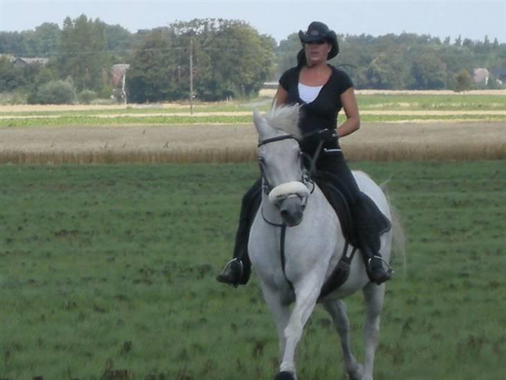 Anden særlig race Shadow Himmelhest billede 9