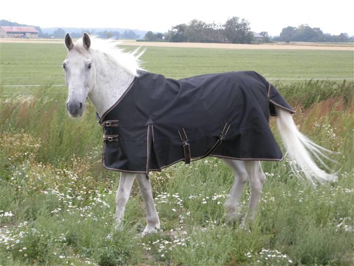 Anden særlig race Shadow Himmelhest - en meget ren men utilfreds shadow,mener ikk han skal have dækken på :-) billede 10