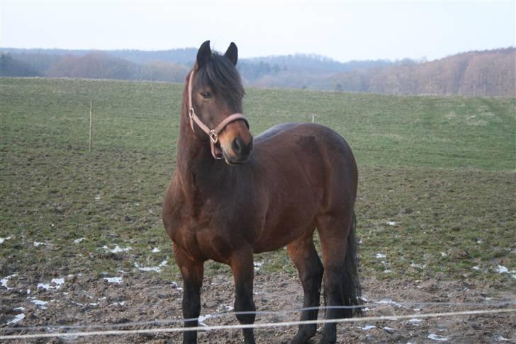 Connemara Hesselholts Lorenzo billede 17