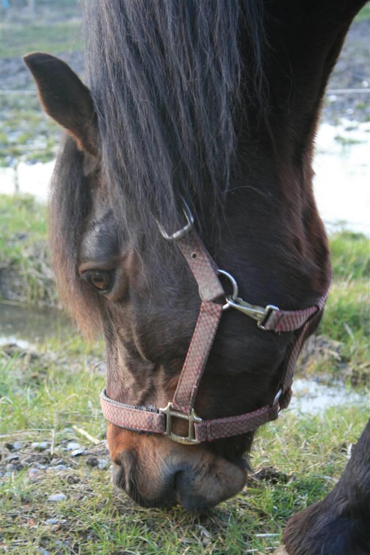 Connemara Hesselholts Lorenzo billede 19