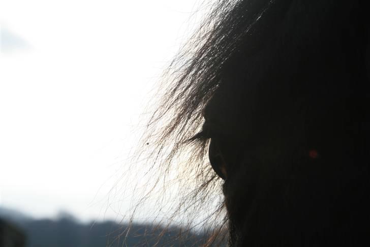 Connemara Hesselholts Lorenzo billede 20