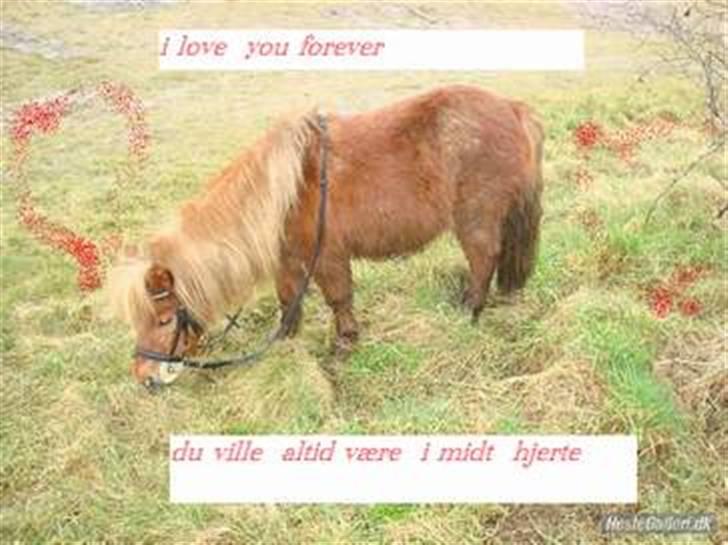 Anden særlig race Galir (R.I.P.) billede 9