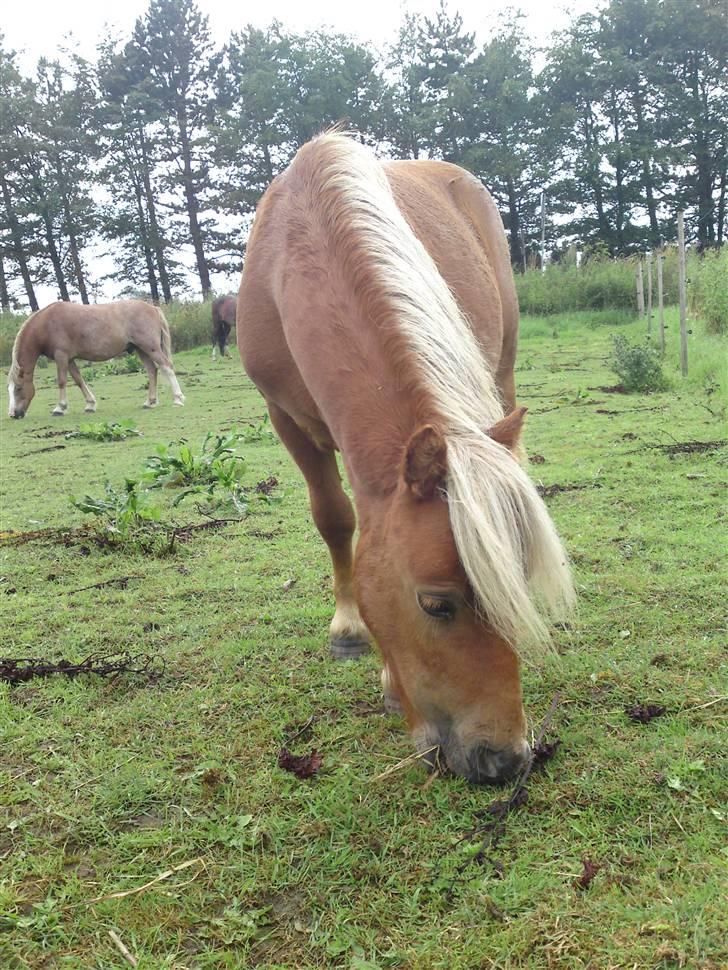 Miniature Filur ( figurt ) <3 solgt billede 6