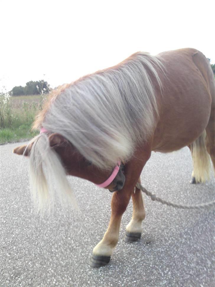 Miniature Filur ( figurt ) <3 solgt - du er bare smuk filur <3 billede 7