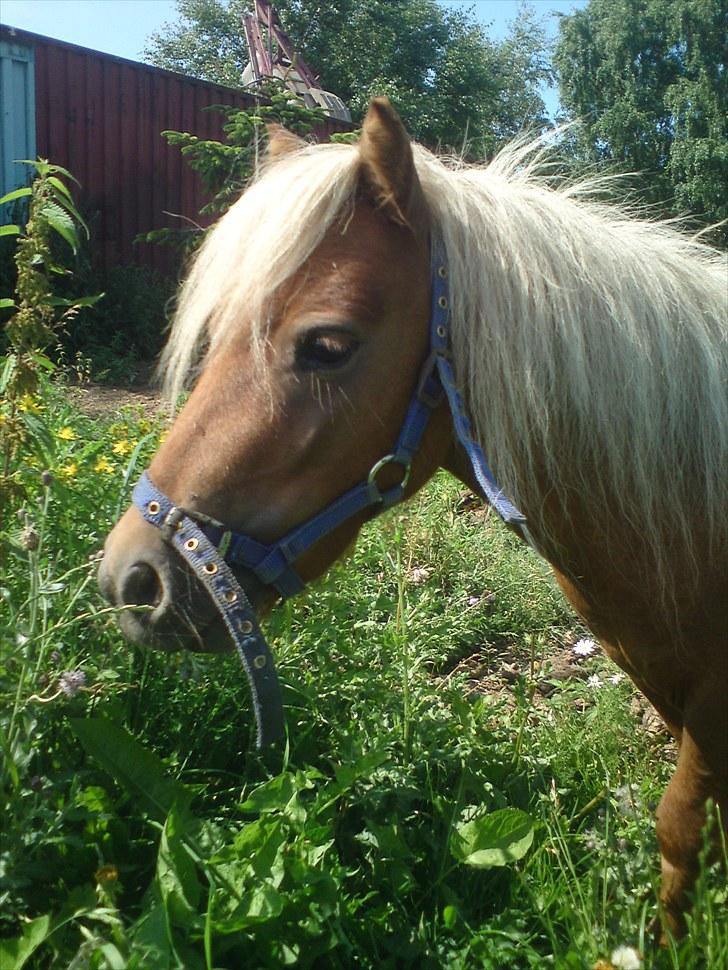 Miniature Filur ( figurt ) <3 solgt billede 8