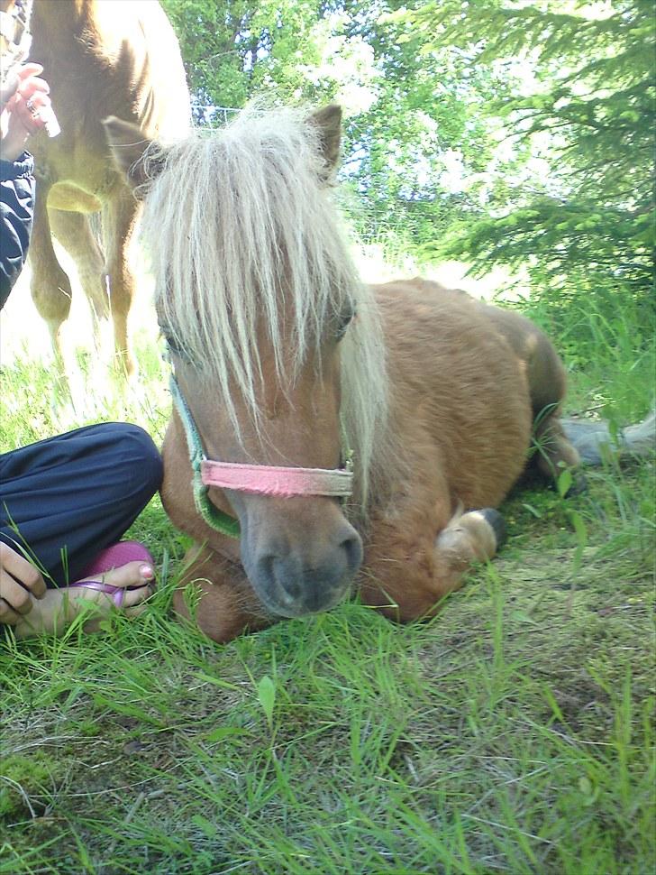 Miniature Filur ( figurt ) <3 solgt billede 9