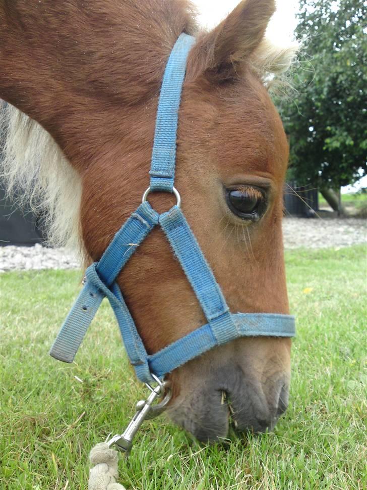 Miniature Filur ( figurt ) <3 solgt - han har bare det mest nuttede hoved !<3 billede 10