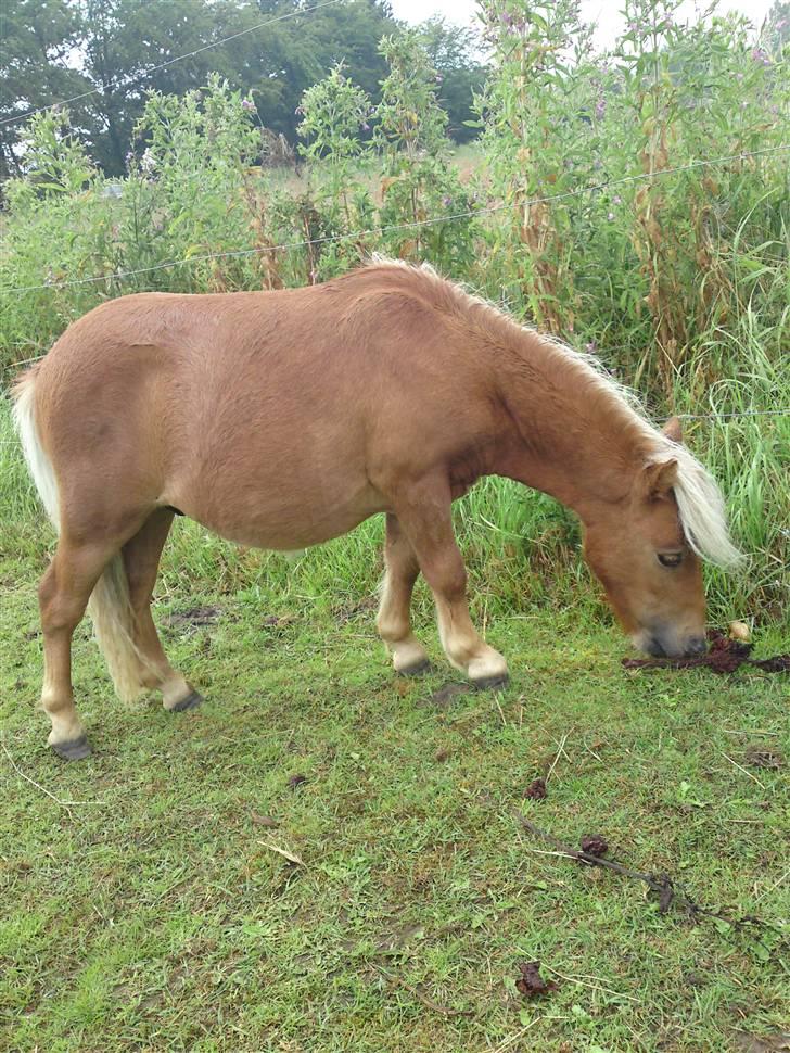 Miniature Filur ( figurt ) <3 solgt billede 11