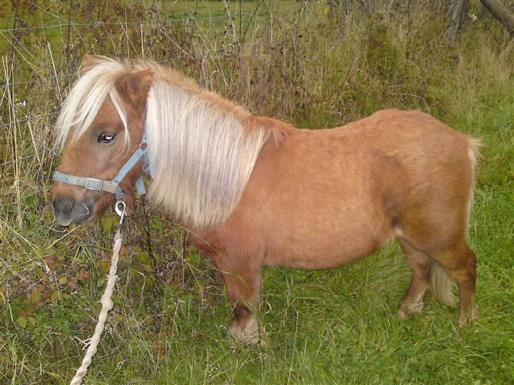 Miniature Filur ( figurt ) <3 solgt - <3 billede 12