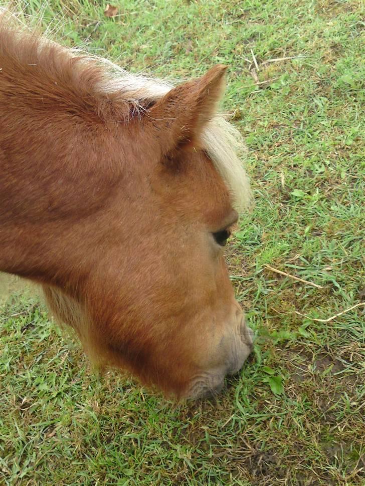 Miniature Filur ( figurt ) <3 solgt billede 13