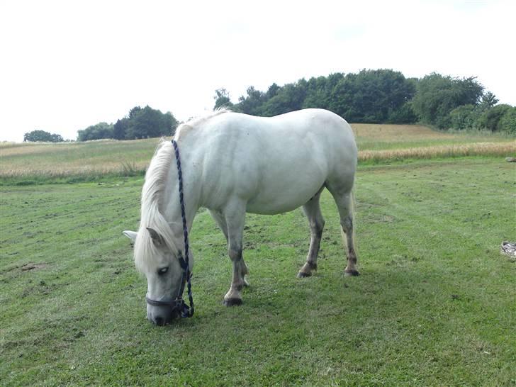 Anden særlig race Mickey mouse billede 1