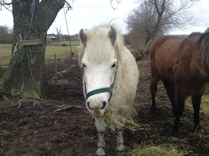 Anden særlig race Mickey mouse billede 7