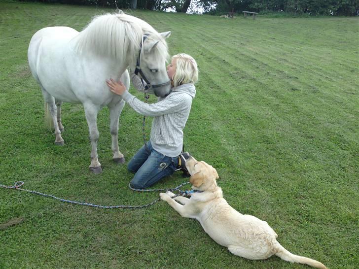 Anden særlig race Mickey mouse billede 8