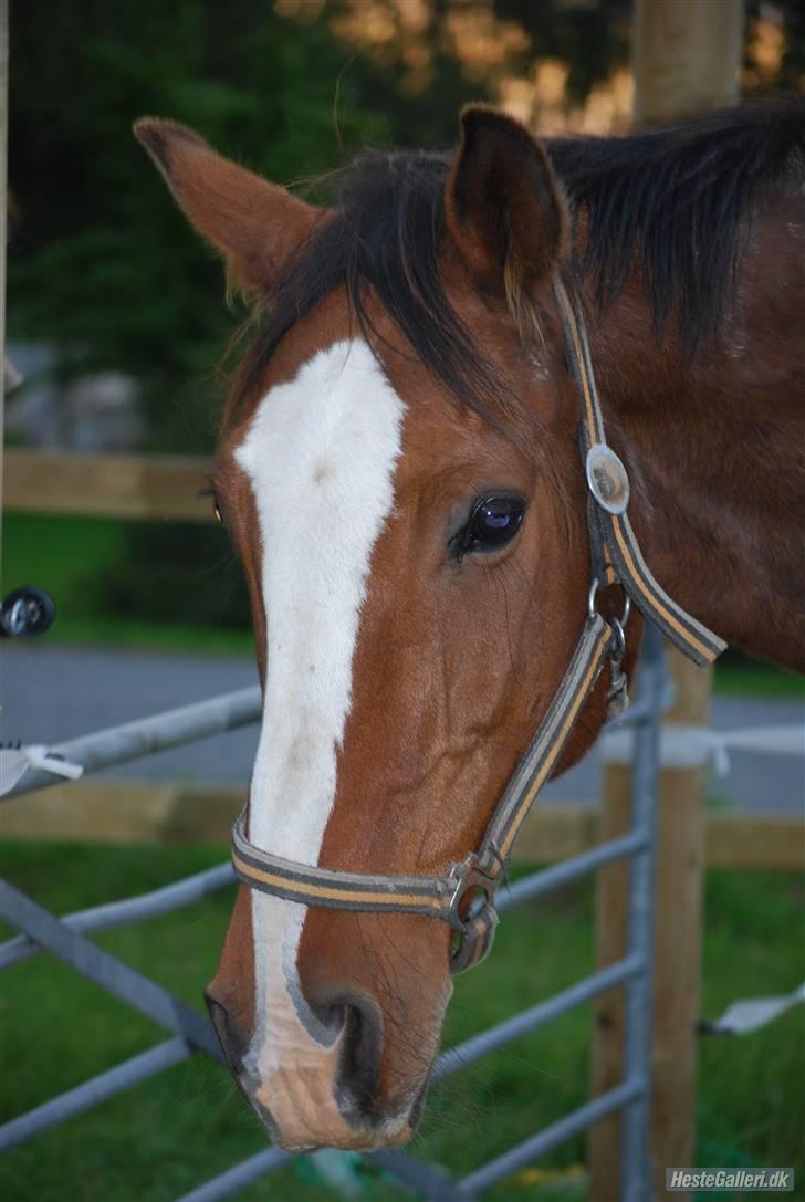 Dansk Varmblod Fabian 007 R.I.P billede 17