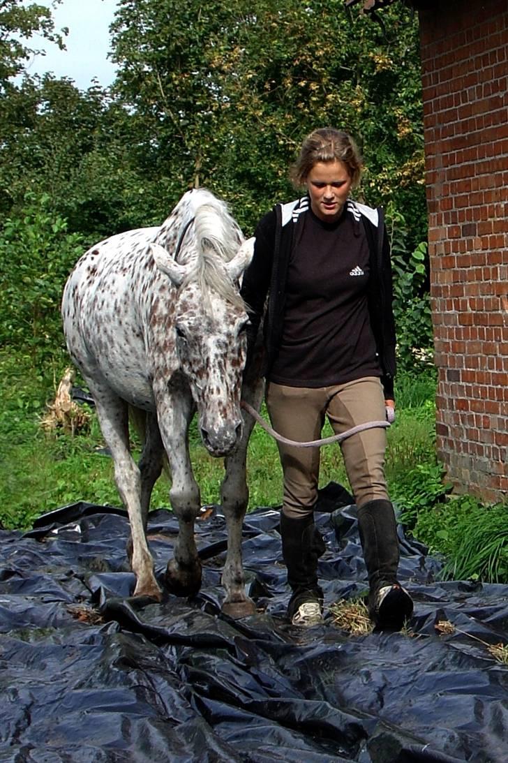 Knabstrupper Mette billede 3