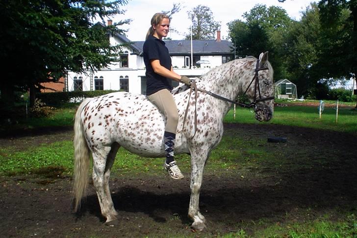 Knabstrupper Mette billede 4