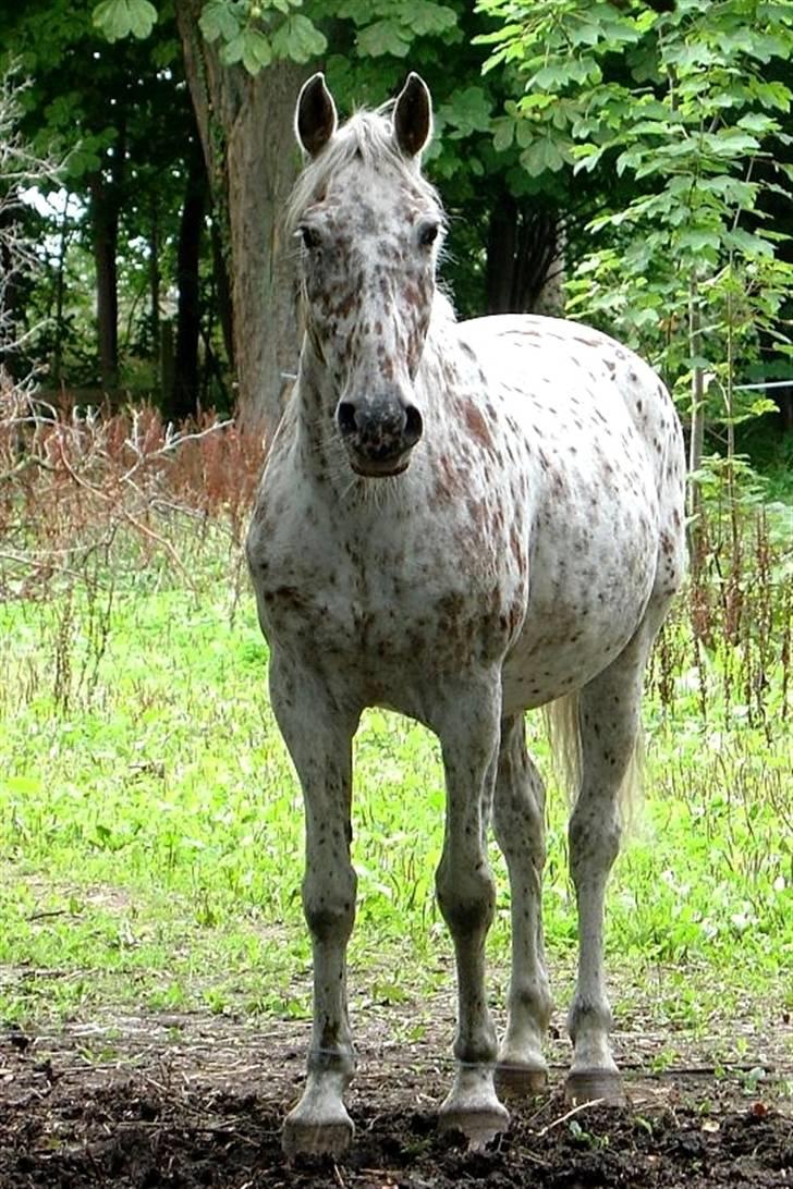 Knabstrupper Mette billede 5