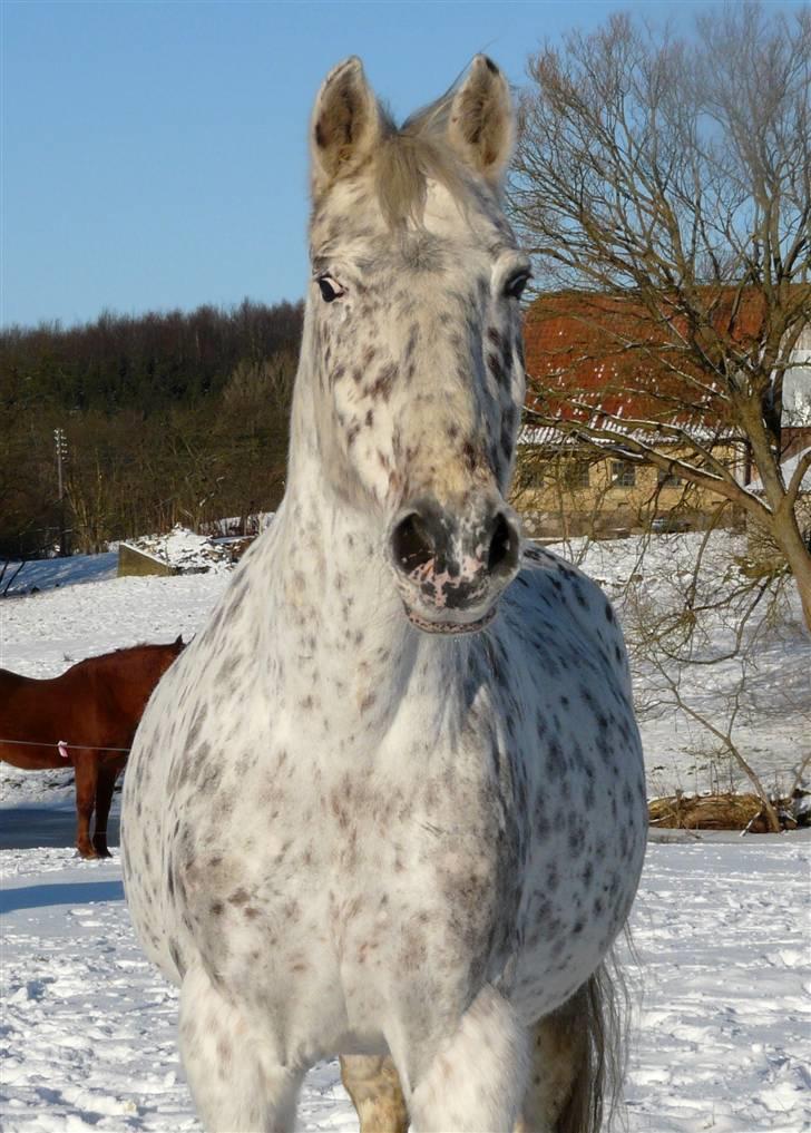 Knabstrupper Mette billede 6