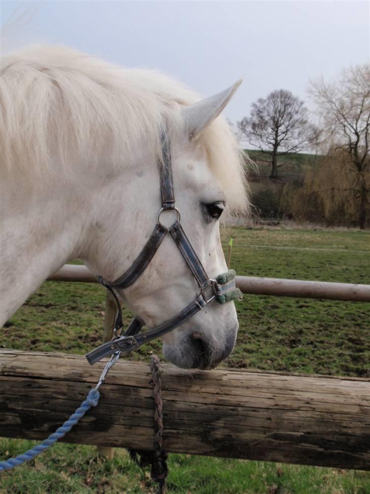 Connemara Skærgårdens Silver Night - Smukke Silver. Foto: Signe (o: billede 14