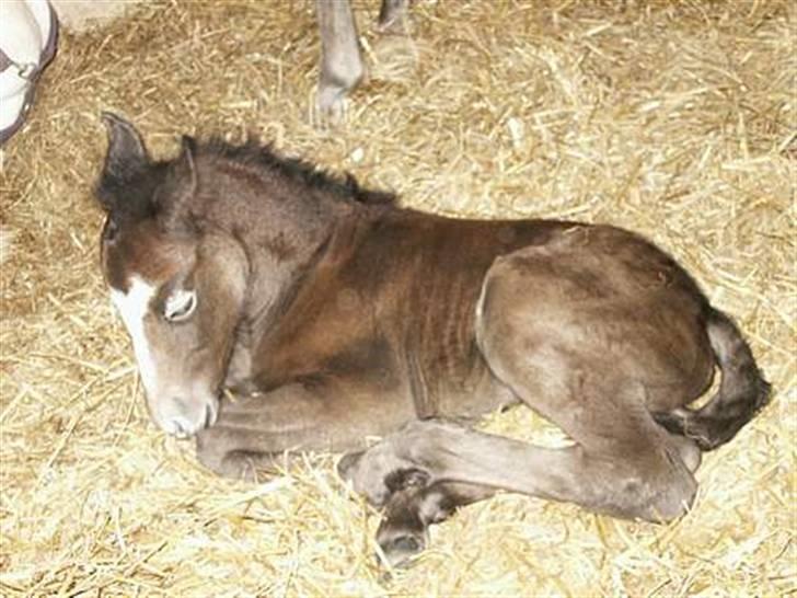 Connemara Skærgårdens Silver Night - Nuuurh ! <3 Foto: Anna G billede 15