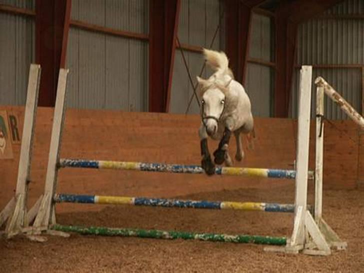 Connemara Skærgårdens Silver Night - Silver løsspringes hos gamle ejer (: Foto: Anna G- Har fået lov at låne det. billede 16