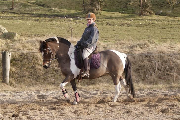 Pinto Josie - foto: Rikke Thomsen billede 15