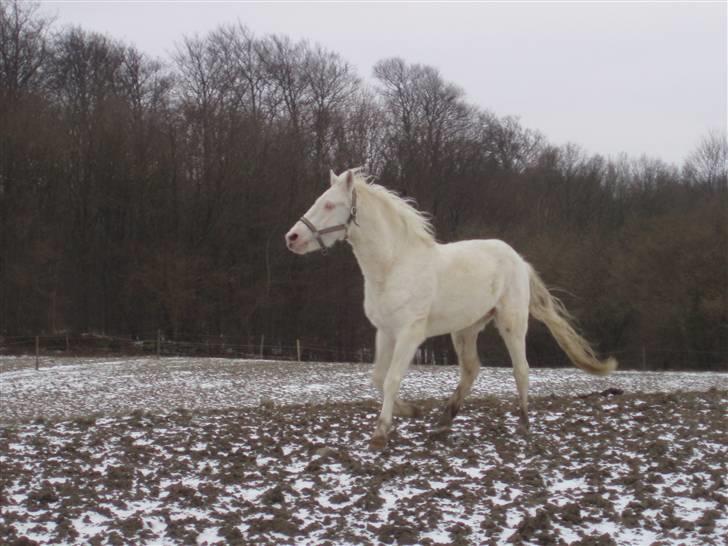 Palomino Capo´s Magnolia  billede 2