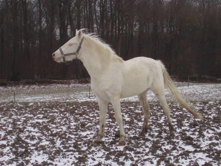 Palomino Capo´s Magnolia  billede 3