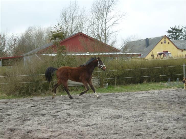 Anglo Araber (AA) Østergaards Casiro(SOLGT) - Riebane igen marts 2009 billede 9