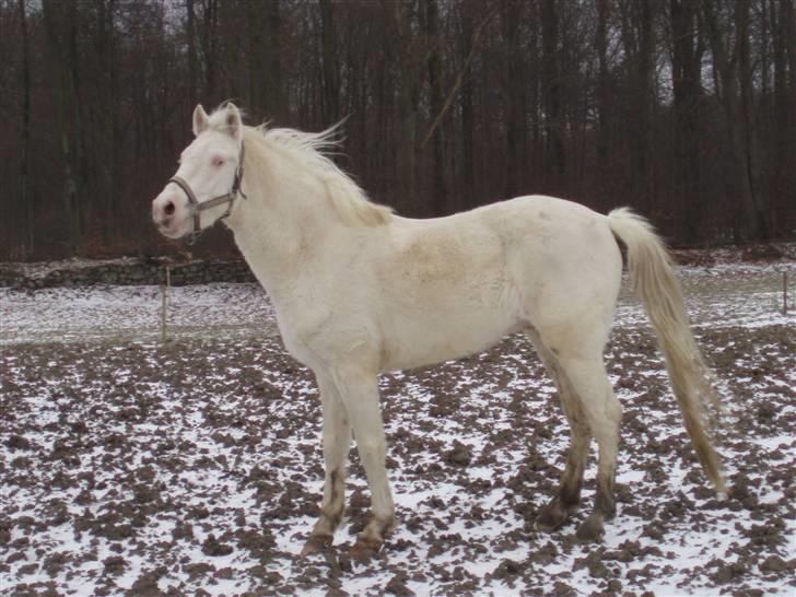 Palomino Capo´s Magnolia  billede 4