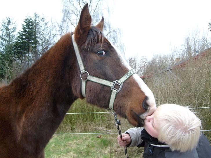 Anglo Araber (AA) Østergaards Casiro(SOLGT) - Casiro elsker at kysse.... billede 10