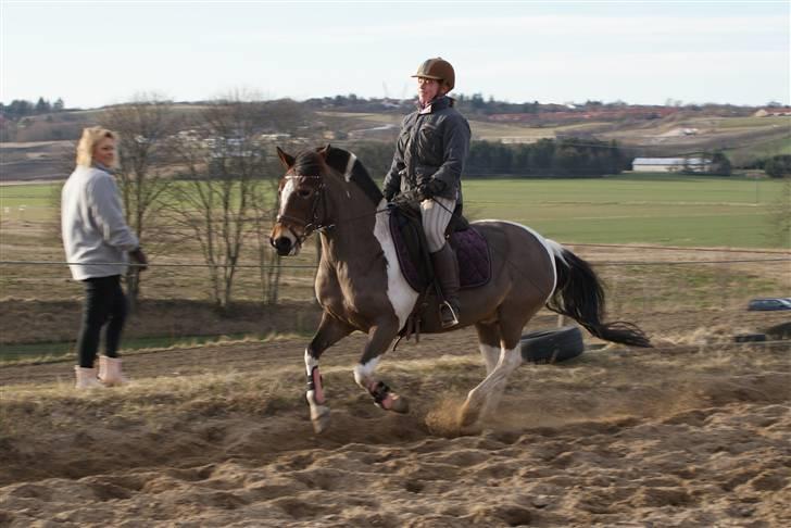 Pinto Josie - foto: Rikke Thomsen billede 18