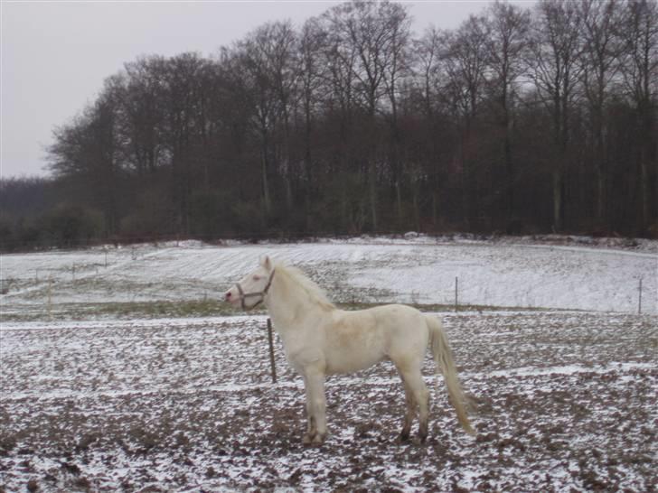 Palomino Capo´s Magnolia  billede 6