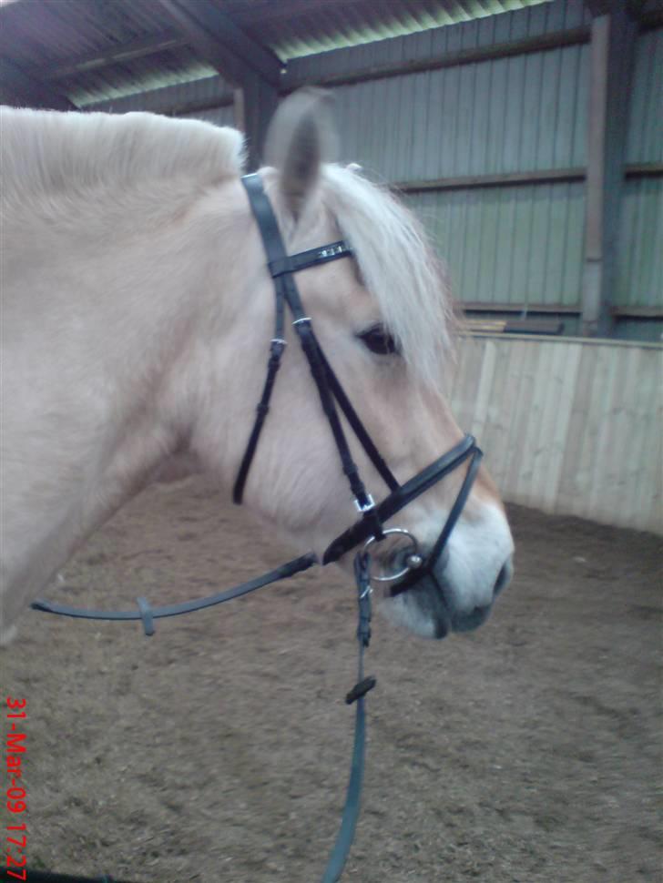 Fjordhest Pepsi *solgt* - 31-3-09: fin ny trense til den dejlige dreng... billede 4