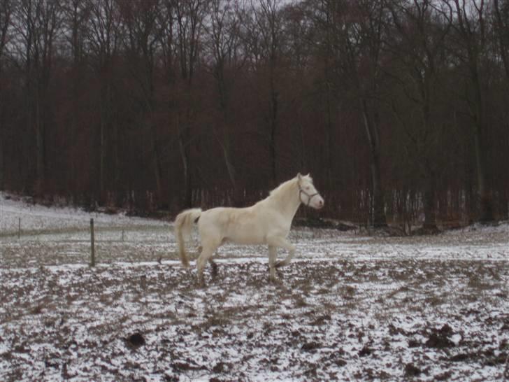 Palomino Capo´s Magnolia  billede 7