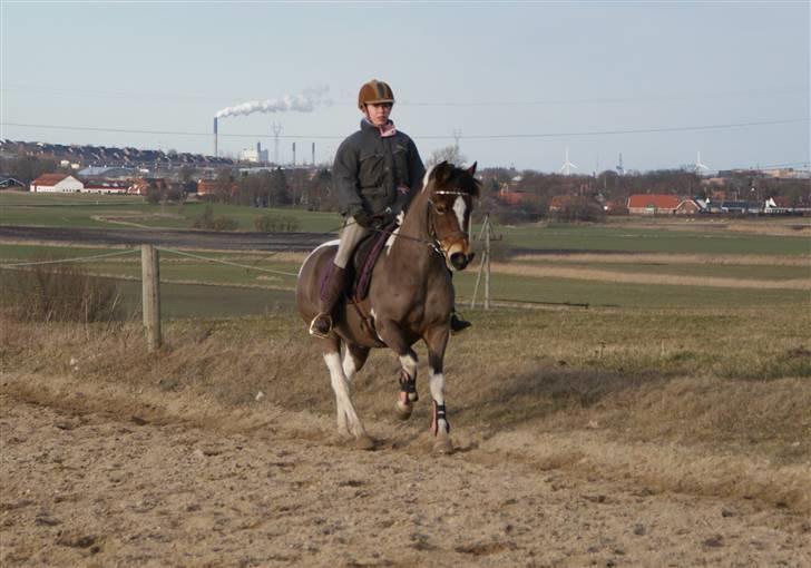 Pinto Josie - foto: Rikke Thomsen billede 19