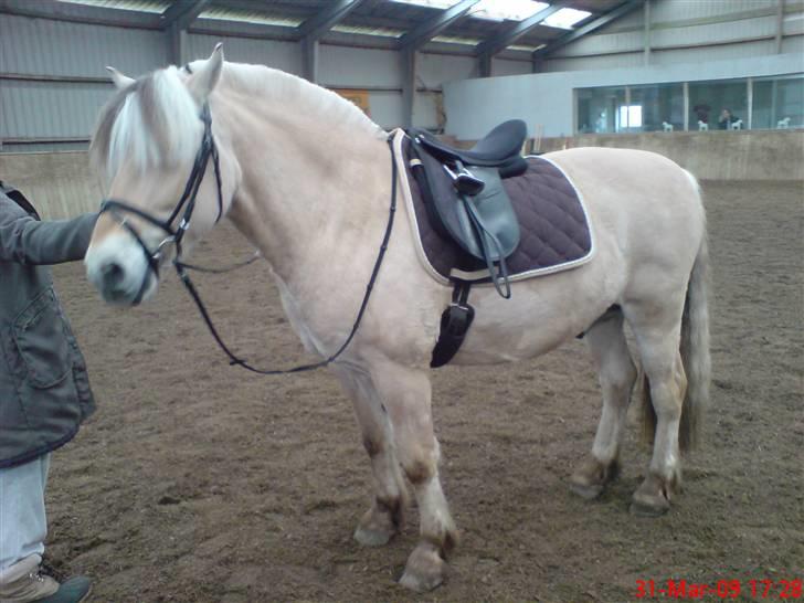 Fjordhest Pepsi *solgt* - 31-3-09: nu har pepsi oz lige fået ny dressursadel... billede 5