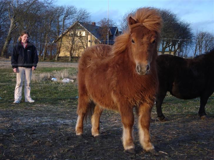 Shetlænder Max Solgt billede 3