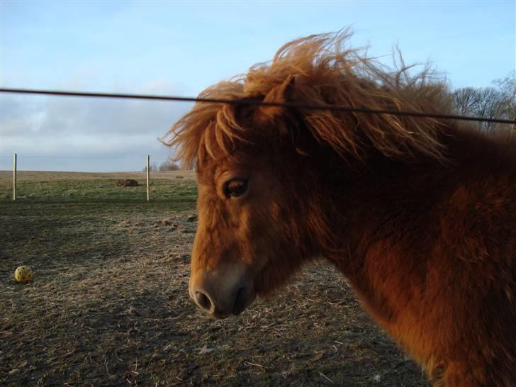 Shetlænder Max Solgt billede 4