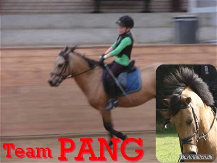 Anden særlig race Løvlunds Prins Valiant billede 17