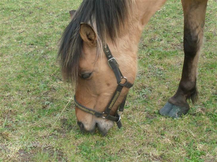 Anden særlig race Lukas ;D<3 - smukt hovede :P billede 1