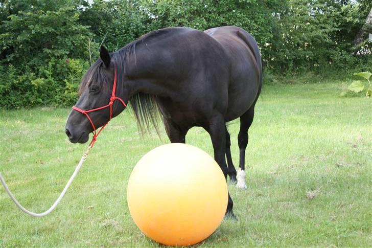 Anden særlig race Gazella RIP - Foto:Signe Bendsen - Gazella og den gule bold billede 16