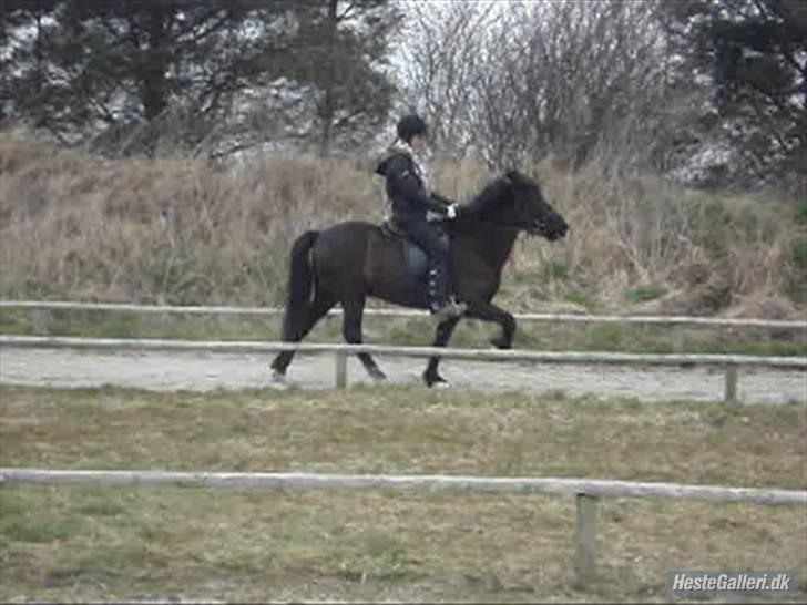 Islænder Fjalar Fra Løvemose<3 - Tølt på Geysirbanen, smukke hest, taget af Julie <´3 billede 9