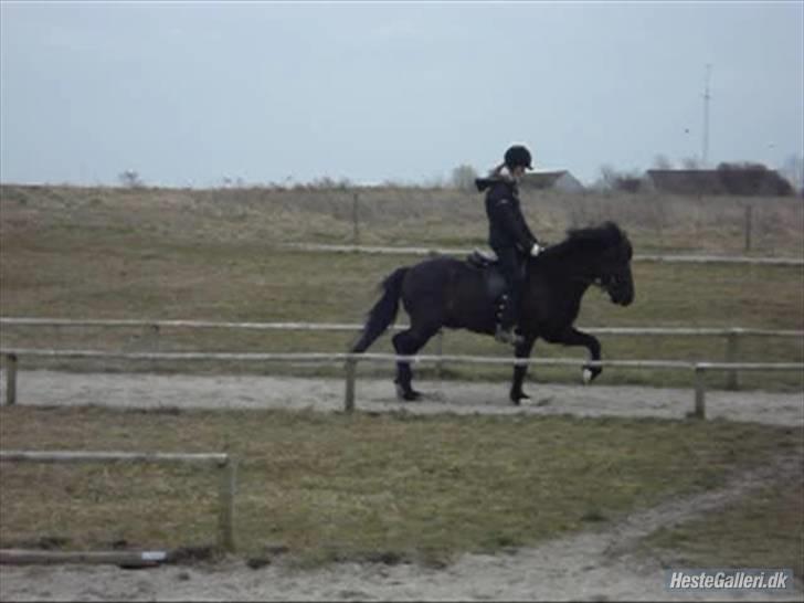 Islænder Fjalar Fra Løvemose<3 - Lækker trav på Geysirbanen . Taget af Julie <´3 billede 10